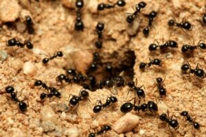A colony of ants gathered around the entrance to their anthill, a common pest problem for Perdue Exterminators in Roanoke, VA.