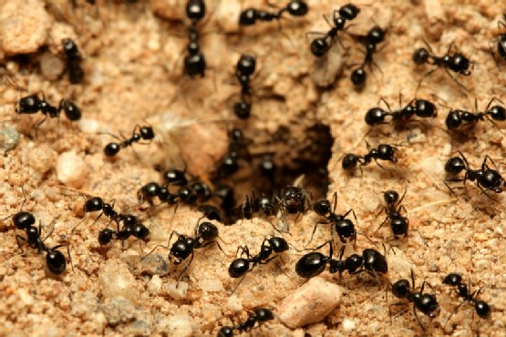 A colony of ants gathered around the entrance to their anthill, a common pest problem for Perdue Exterminators in Roanoke, VA.