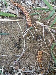 Ants actively moving around an ant hill, demonstrating a pest control scenario for Mayday Pest Management in Tulsa, OK.