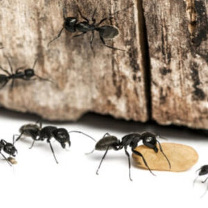 A close-up image of ants carrying food, indicating an ant control service by Maximum Pest Management in Wichita, KS.
