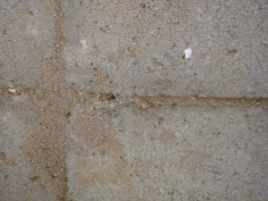 Ants crawling along cracks in concrete, a common sign of an ant problem for AAA Pest Control in El Paso, TX