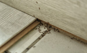 Numerous ants crawling on a floor near a baseboard, indicating a pest infestation handled by Green Pest Management LLC in New Castle, DE