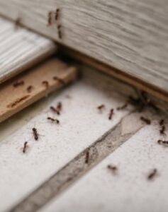 Numerous ants crawling on a floor near a baseboard, indicating an ant infestation handled by Pros In Control Pest Services in Jersey City, NJ.
