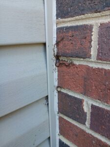 A line of ants crawling on the exterior brick wall of a house, indicating a pest problem for A Better Way Pest Solutions LLC in Rock Hill, SC