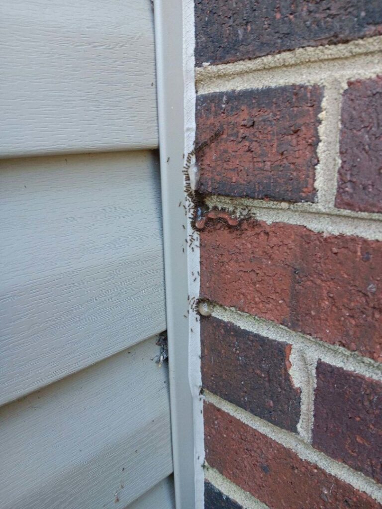 A line of ants crawling on the exterior brick wall of a house, indicating a pest problem for A Better Way Pest Solutions LLC in Rock Hill, SC