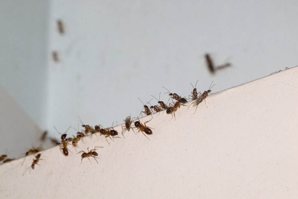 A group of ants crawling on a white surface, indicating an ant control service by Berry & Yates Pest Control in Chicago, IL.