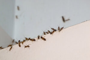 A group of ants crawling on a white surface, indicating an ant control service by Berry & Yates Pest Control in Chicago, IL.