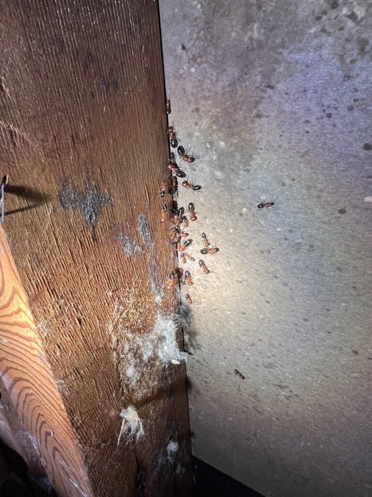 A cluster of ants crawling on a wooden beam and concrete wall, showing an infestation handled by BBK Pest Control in Dallas, TX.