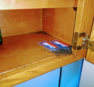 A kitchen cabinet infested with ants, showing ant bait traps, handled by Allen Pest Control in Coeur d'Alene, ID