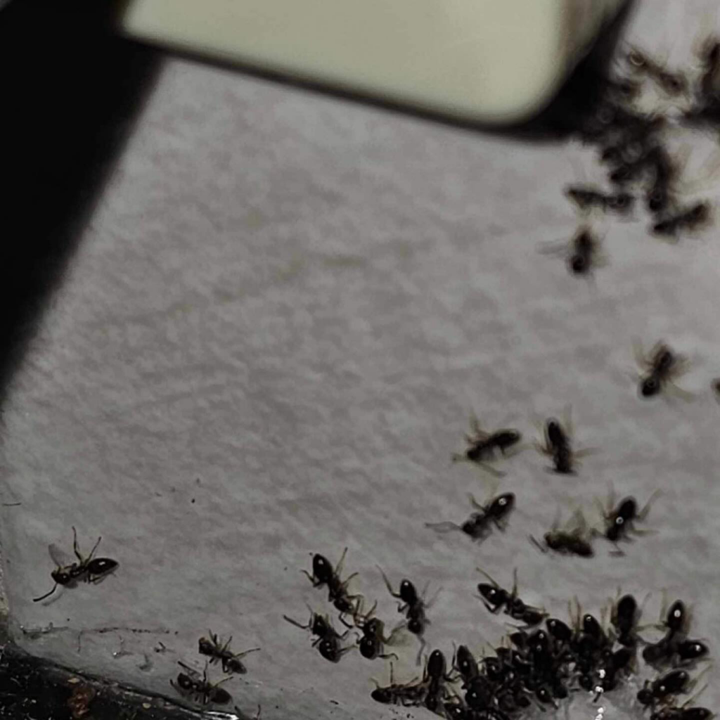 A close-up view of an ant infestation on a surface, indicating a pest problem for SMART Exterminators in Cleveland, OH.