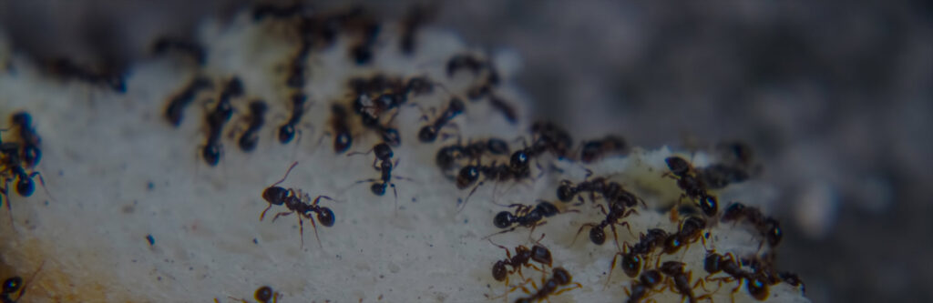 A large group of ants infesting a surface, a common pest problem resolved by Barton Pest Solutions in York, PA.