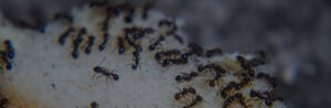 A large group of ants infesting a surface, a common pest problem resolved by Barton Pest Solutions in York, PA.
