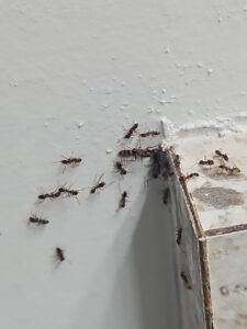 A close-up view of an ant infestation on a wall corner, indicating a need for Venum Pest Solutions in Fayetteville, NC.