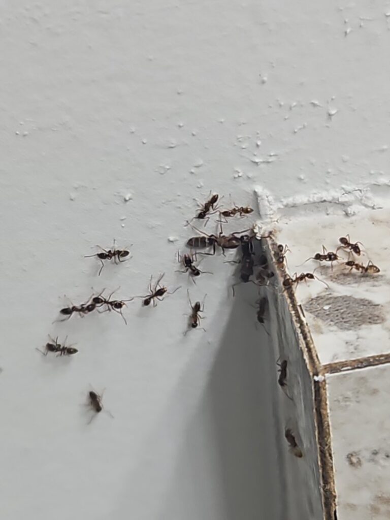 A close-up view of an ant infestation on a wall corner, indicating a need for Venum Pest Solutions in Fayetteville, NC.