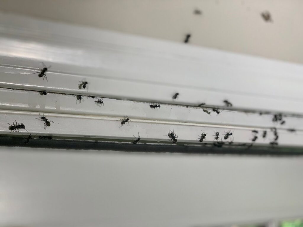 An ant infestation visible on a window sill, a common pest problem addressed by Catseye Pest Control in Hartford, CT.