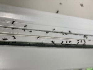 An ant infestation visible on a window sill, a common pest problem addressed by Catseye Pest Control in Hartford, CT.