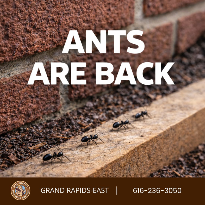 Ants crawling on a brick wall, a common pest issue addressed by Mosquito Hunters of Grand Rapids, MI.