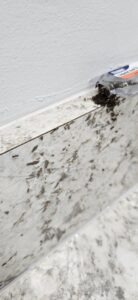 Ants on a kitchen countertop near a bait trap, showing pest control efforts by Venum Pest Solutions in Fayetteville, NC.