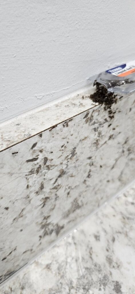 Ants on a kitchen countertop near a bait trap, showing pest control efforts by Venum Pest Solutions in Fayetteville, NC.