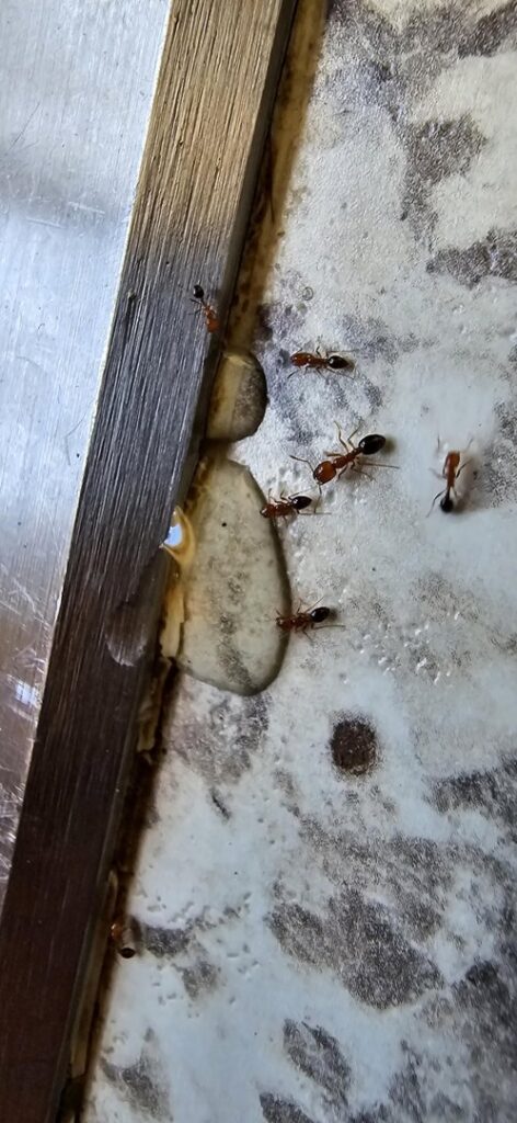 Ants crawling on a floor near a wooden baseboard, indicating an ant infestation for Natrix Pest Control in Bakersfield, CA.