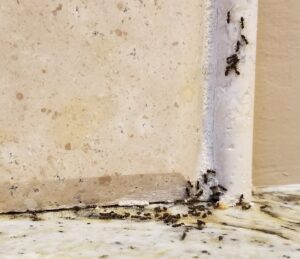 A trail of ants crawling on a kitchen counter, indicating an indoor pest problem in Wayzata, MN.