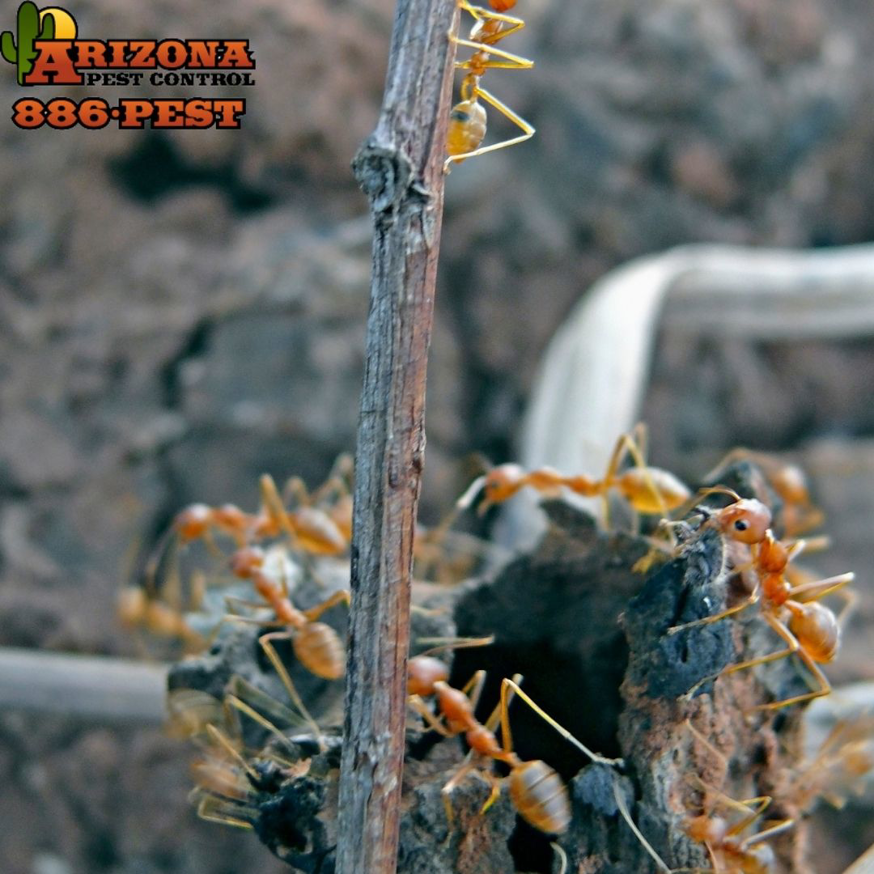 Ants crawling on a stick, a common pest problem addressed by Arizona Pest Control in Tucson, AZ.