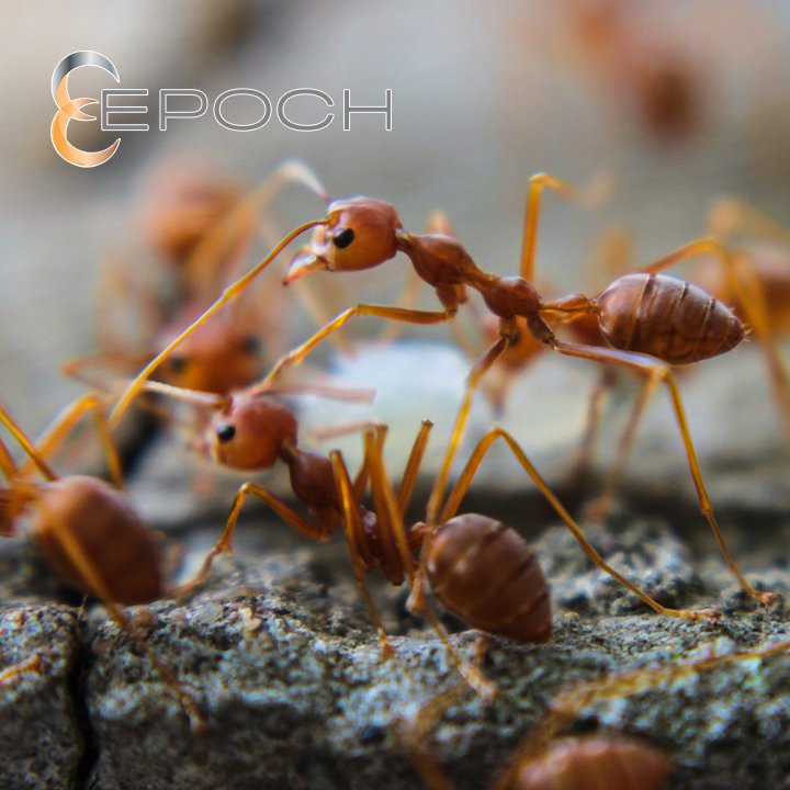 A close-up of ants on a textured surface, a common pest problem solved by Epoch Pest Solutions in Oklahoma City, OK.