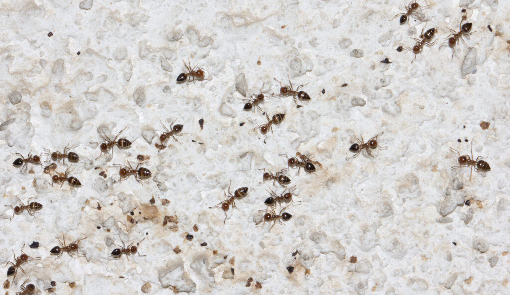 Numerous ants crawling on a textured surface, representing a common pest problem addressed by General Pest Solutions in Summerville, SC.