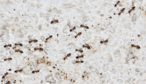 Numerous ants crawling on a textured surface, representing a common pest problem addressed by General Pest Solutions in Summerville, SC.