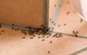 A large group of ants crawling on a tiled floor, indicating a pest problem for Pest Control Consultants in Sycamore, IL.