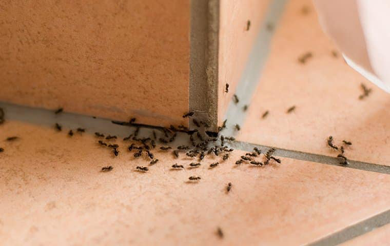 A large group of ants crawling on a tiled floor, indicating a pest problem for Pest Control Consultants in Sycamore, IL.
