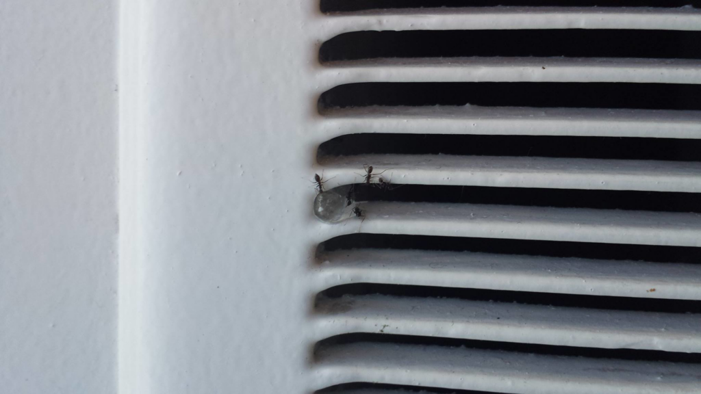 Ants crawling on a vent, indicating a pest issue for Practical Pest Solutions and IPM Consultants LLC in Ellabell, GA.