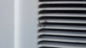 Ants crawling on a vent, indicating a pest issue for Practical Pest Solutions and IPM Consultants LLC in Ellabell, GA.