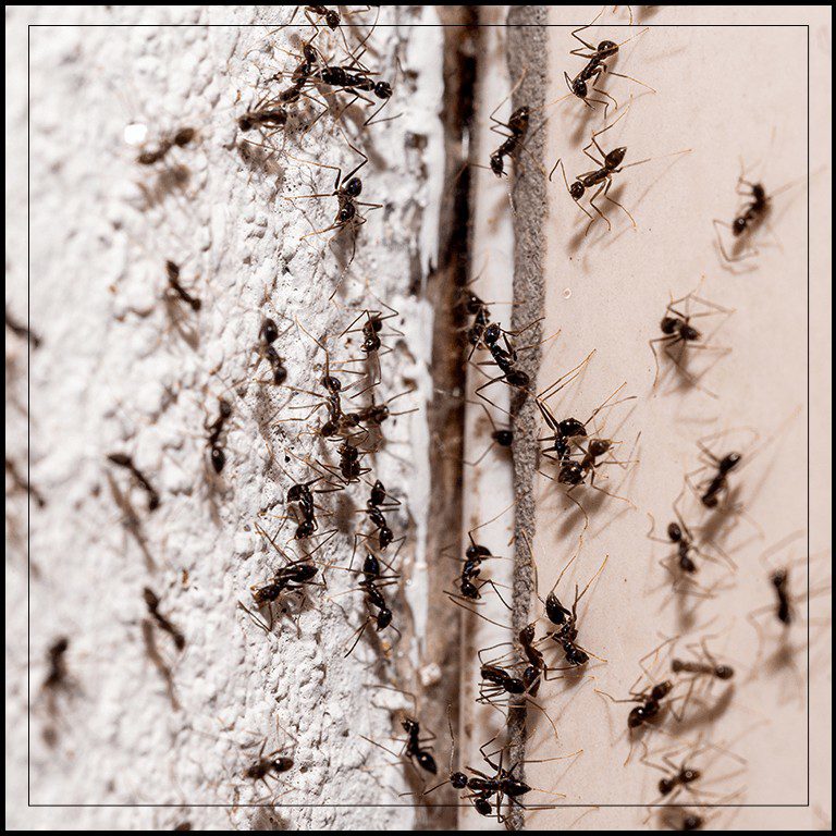 A severe ant infestation crawling on a wall, a common pest problem addressed by Womack Pest Control in Rockville, MD.