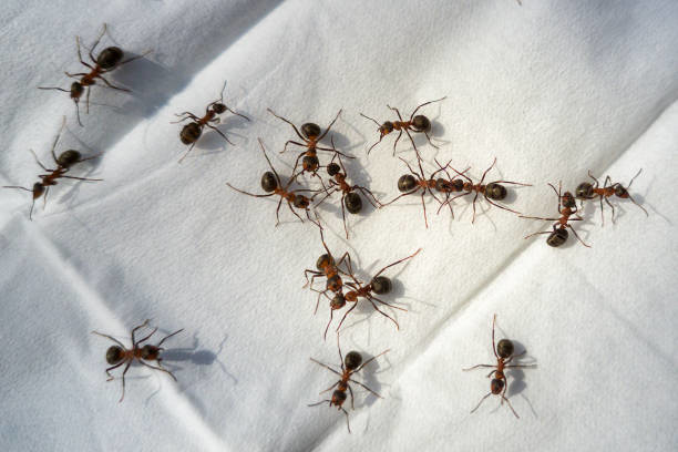 A group of ants on a white surface, indicating a common pest issue addressed by Complete Exterminating INC in Vancouver, WA.