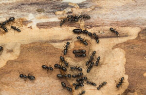 Close-up of ants crawling on wood, indicating a pest infestation for Barefoot Mosquito & Pest Control in Austin, TX.