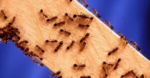 A close-up of many ants crawling on a piece of wood, indicating a pest infestation handled by Norman Pest Control in Norman, OK.