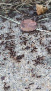 A large group of ants swarming around a penny on the ground, indicating an active pest problem for Springer Professional Home Services in Des Moines, IA.