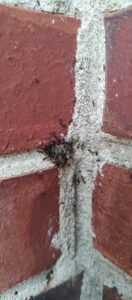 A cluster of ants swarming on a brick wall, indicating an active ant infestation that requires professional treatment from Pest In Class Exterminating in Johnson City, TN.