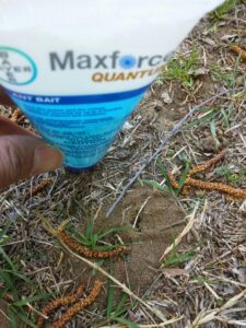A hand applying Maxforce Quantum ant bait near an ant hill, a pest control service by Mayday Pest Management in Tulsa, OK.
