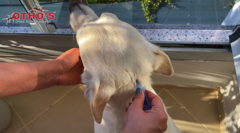 A person applying tick treatment to a dog's neck at Otho's Pest Management in Randleman, NC