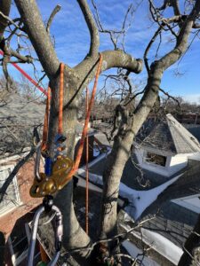 Arborist climbing ropes and safety gear secured in a tree during a service by Peek Lawn Care LLC in Windy Hills, KY.
