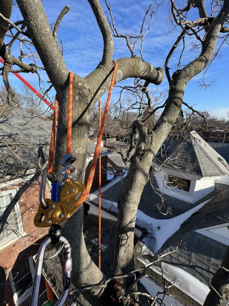 Arborist climbing ropes and safety gear secured in a tree during a service by Peek Lawn Care LLC in Windy Hills, KY.