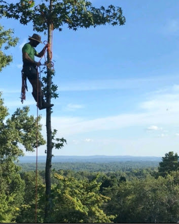 An arborist performing professional tree trimming services high in a tree for Greener Grounds Lawn and Tree in Birmingham, AL