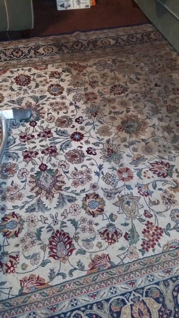 A patterned area rug being professionally cleaned with a specialized tool by All Out Carpet Cleaning in Kailua Kona, HI.