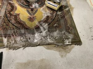 An ornate area rug being professionally cleaned with foam and water by Fantastic Carpet Cleaning NYC in Ridgewood, NY
