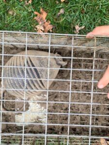 An armadillo captured in a muddy trap, indicating successful removal by Macon Wildlife Removal Pro in Macon, GA.