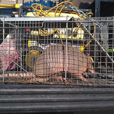 An armadillo caught in a live trap for wildlife control by Curry's Termite, Pest & Animal Control in Little Rock, AR