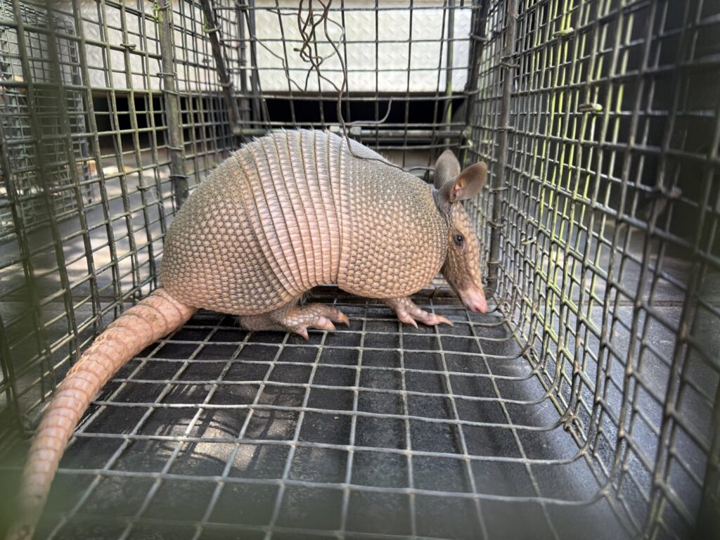 An armadillo captured in a cage trap, showcasing wildlife management by Southern Wildlife Management in Johns Creek, GA