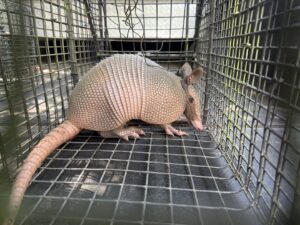 An armadillo captured in a cage trap, showcasing wildlife management by Southern Wildlife Management in Johns Creek, GA